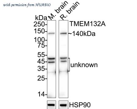 HUABIO 0903-8 image 1