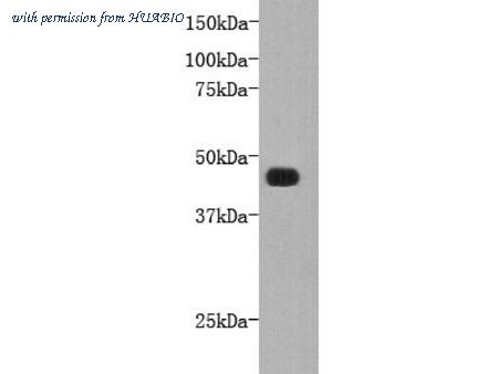 HUABIO 0905-1 image 1