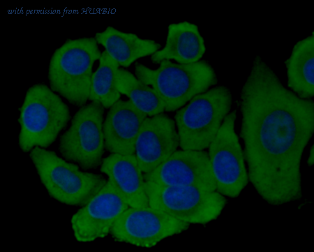 HUABIO 0905-1 image 2