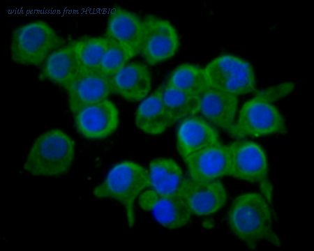 HUABIO 0905-1 image 3