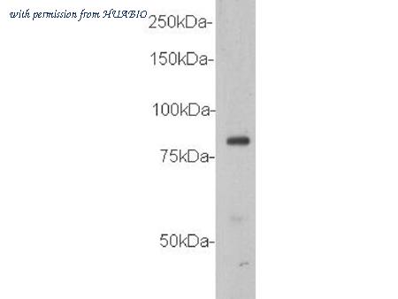 HUABIO 0905-5 image 1