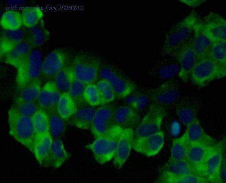 HUABIO 0905-5 image 2