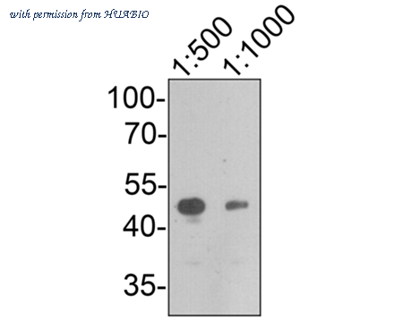 HUABIO 0905-6 image 1