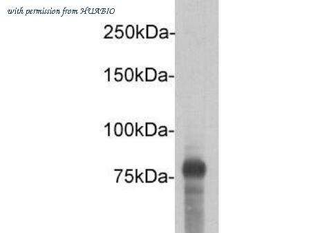 HUABIO 0912-1 image 1
