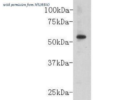 HUABIO 1003-10 image 1