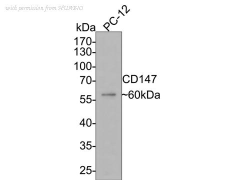 HUABIO 1003-10 image 2