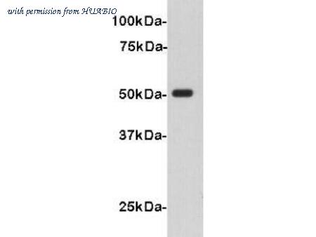 HUABIO 1003-11 image 1