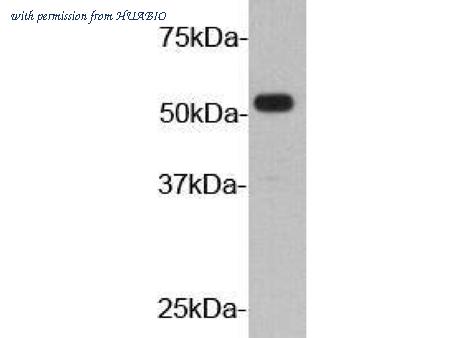 HUABIO 1008-3 image 1