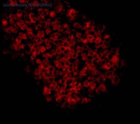 HUABIO EM1111 image 2