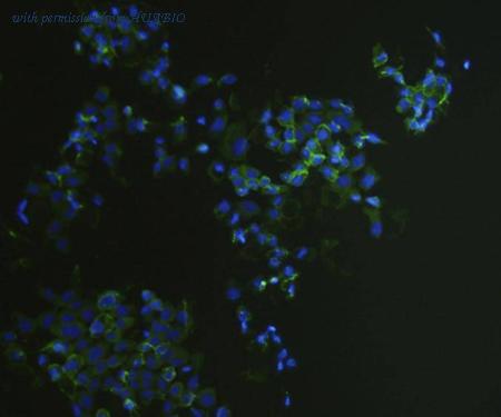 HUABIO EM1111 image 3