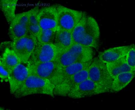 HUABIO EM1701-39 image 3