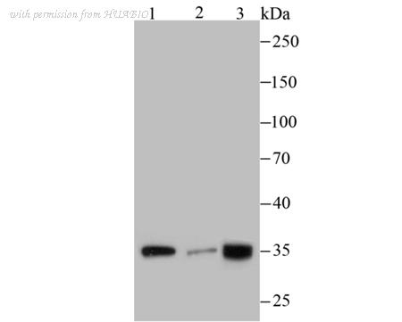HUABIO EM1701-48 image 1