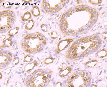 HUABIO EM1701-48 image 2