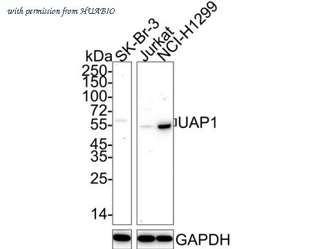 HUABIO EM1701-50 image 1