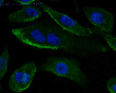 HUABIO EM1701-53 image 2