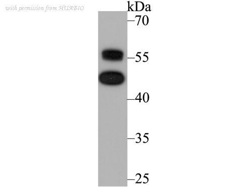 HUABIO EM1701-68 image 1