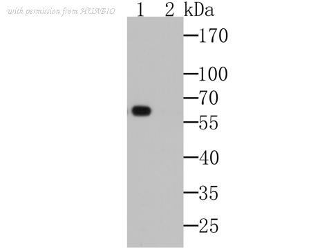 HUABIO EM1701-93 image 1