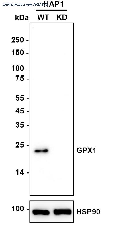 HUABIO EM1701-96 image 2