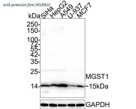 HUABIO EM1901-13 image 1