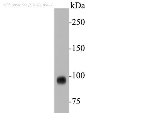 HUABIO EM1901-25 image 1