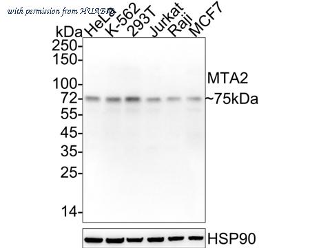 HUABIO EM1901-34 image 1