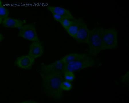 HUABIO EM1901-36 image 2