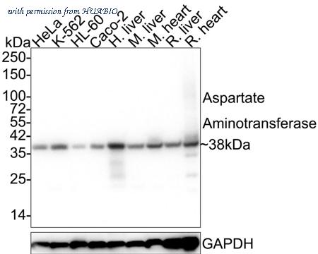 HUABIO EM1901-51 image 1