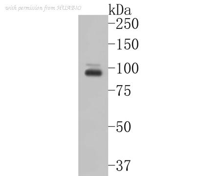 HUABIO EM1901-63-50UL image 1