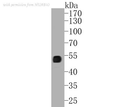 HUABIO EM1901-64 image 1