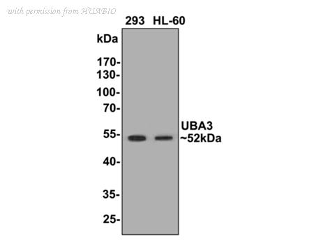 HUABIO EM1901-64 image 2