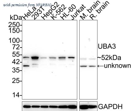 HUABIO EM1901-65 image 1