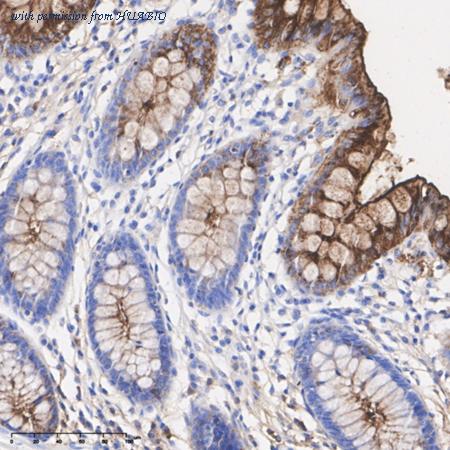 HUABIO EM1901-68-50UL image 2