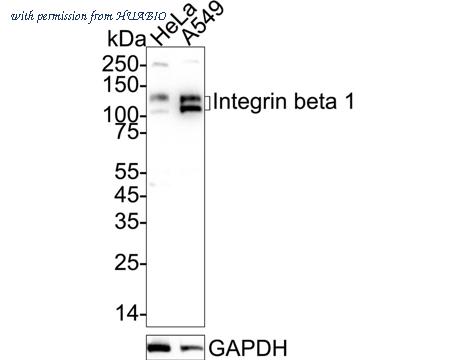 HUABIO EM1901-77 image 1
