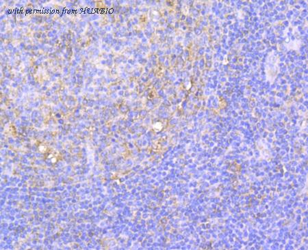 HUABIO EM1901-77 image 2