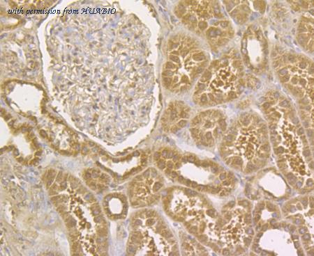 HUABIO EM1901-77 image 3