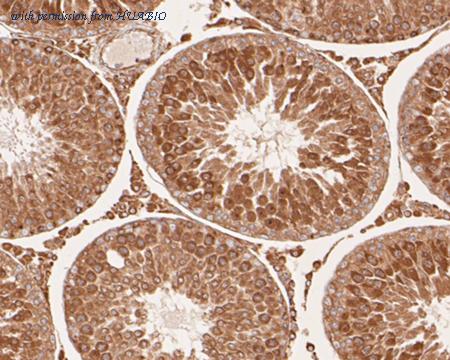 HUABIO EM1901-79 image 3