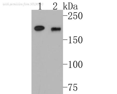 HUABIO EM1901-84 image 1