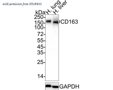 HUABIO EM1901-90 image 1