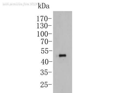 HUABIO EM1902-14-50UL image 1