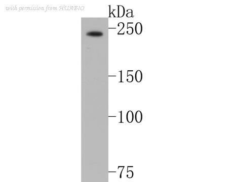 HUABIO EM1902-16 image 1