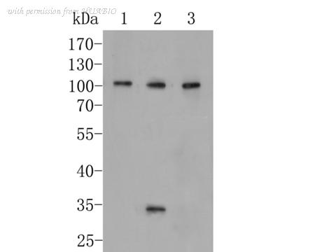 HUABIO EM1902-36 image 2