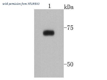 HUABIO EM31103 image 1