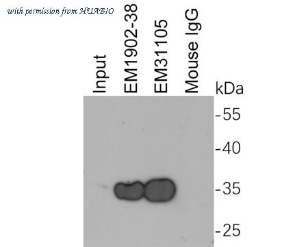 HUABIO EM31105 image 3
