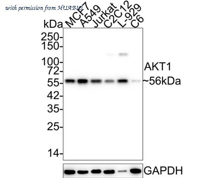 HUABIO EM40507 image 1