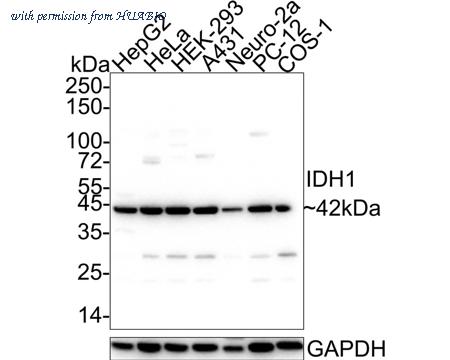 HUABIO EM40705 image 1