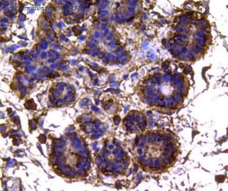 HUABIO EM40705 image 3