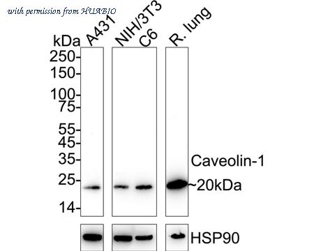 HUABIO EM40728 image 1