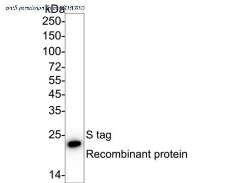 HUABIO EM50105 image 1