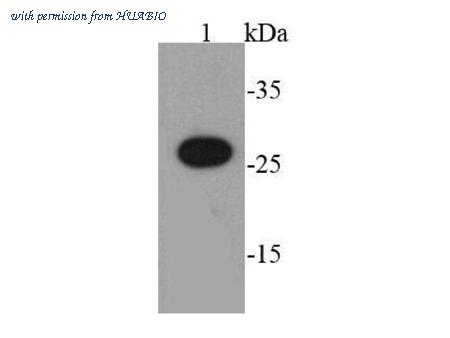 HUABIO EM50803-50UL image 1
