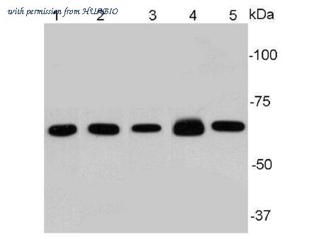 HUABIO ER0815 image 1